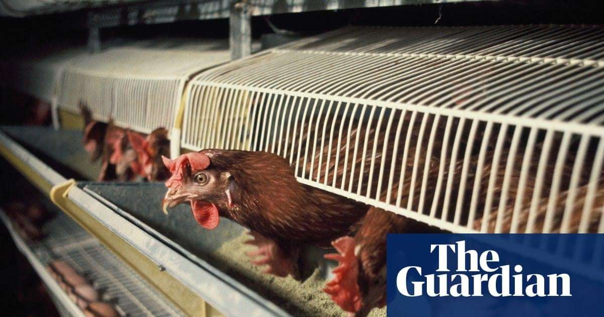 image for Hen cages and pig farrowing crates to be outlawed in England