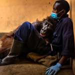 image for Orphaned mountain gorilla, Ndakasi, lies in the arms of her caregiver, Andre Bauma, before dying.