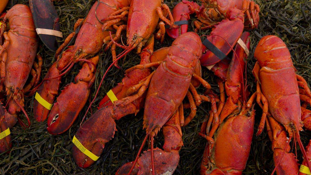 image for $400K lobster shipment hijacked en route to Illinois Costco locations