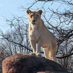 image for [OC] Used to think I could fight a lion. Seeing her up close changed my mind real quick.