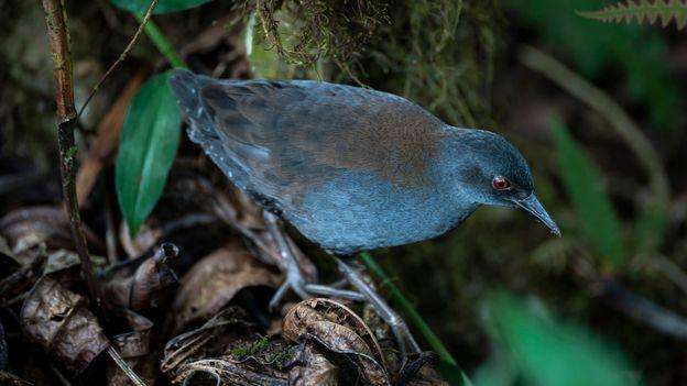 image for 'After 200 years, we're seeing this species again': The lost birds making a comeback in the Galapagos Islands