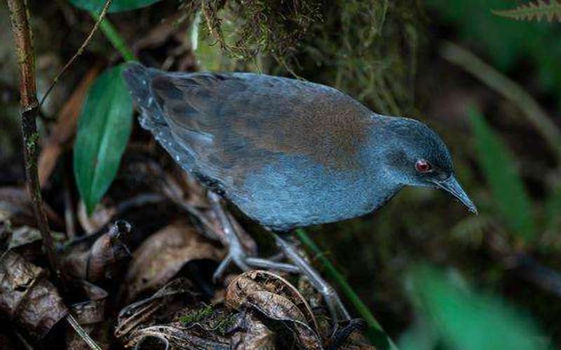 image for 'After 200 years, we're seeing this species again': The lost birds making a comeback in the Galapagos Islands