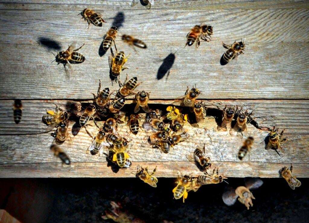 image for Scientists Make Honeybee Superfood to Save Struggling Colonies