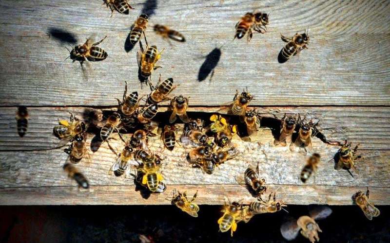 image for Scientists Make Honeybee Superfood to Save Struggling Colonies