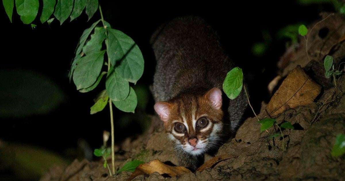 image for Elusive, endangered wild cat seen in Thailand for the first time in 30 years