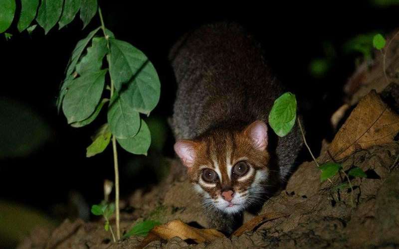 image for Elusive, endangered wild cat seen in Thailand for the first time in 30 years