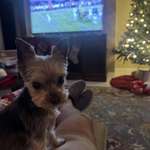 image for My brother’s dog on Christmas