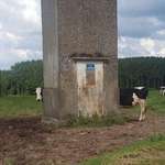 image for Longcow from Poland