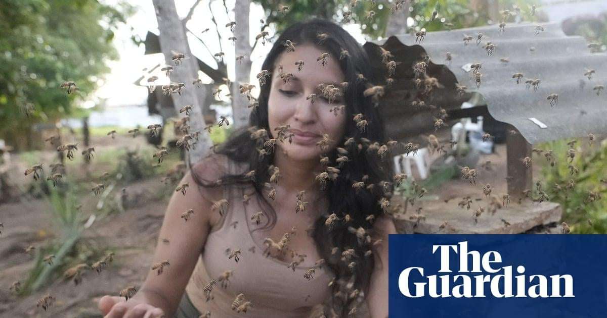 image for Stingless bees from the Amazon granted legal rights in world first