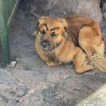image for Saw this dog in Peru