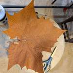 image for Found this giant leaf in my backyard. Scissors for scale.