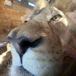image for [OC] Up close with a lion