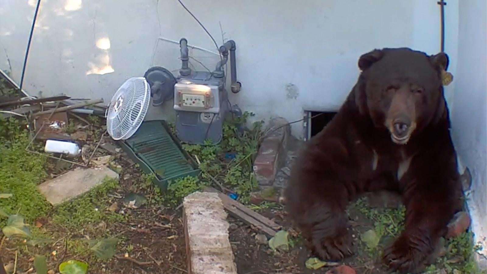 image for California homeowner says 550-pound black bear is living under his house