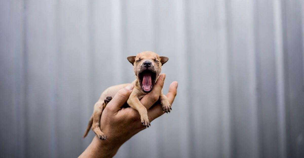 image for 9 actually good things that happened to animals this year