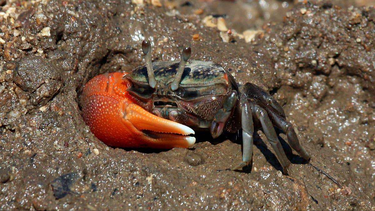 image for Tiny Fiddler crabs are hoovering up and breaking down microplastics, study finds