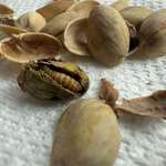 image for This pistachio came with a worm bonus