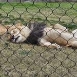 image for [OC] took the family to the zoo today, we saw the lions