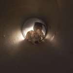 image for [OC] I caught mice in a Pringles can
