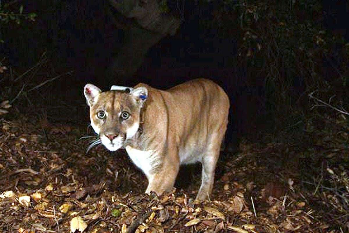 image for Woman killed by mountain lion in first fatal attack in 27 years, authorities believe
