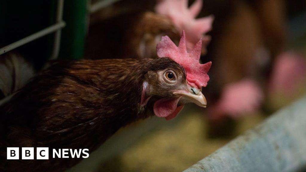 image for Hen cages and pig farrowing crates face ban in England