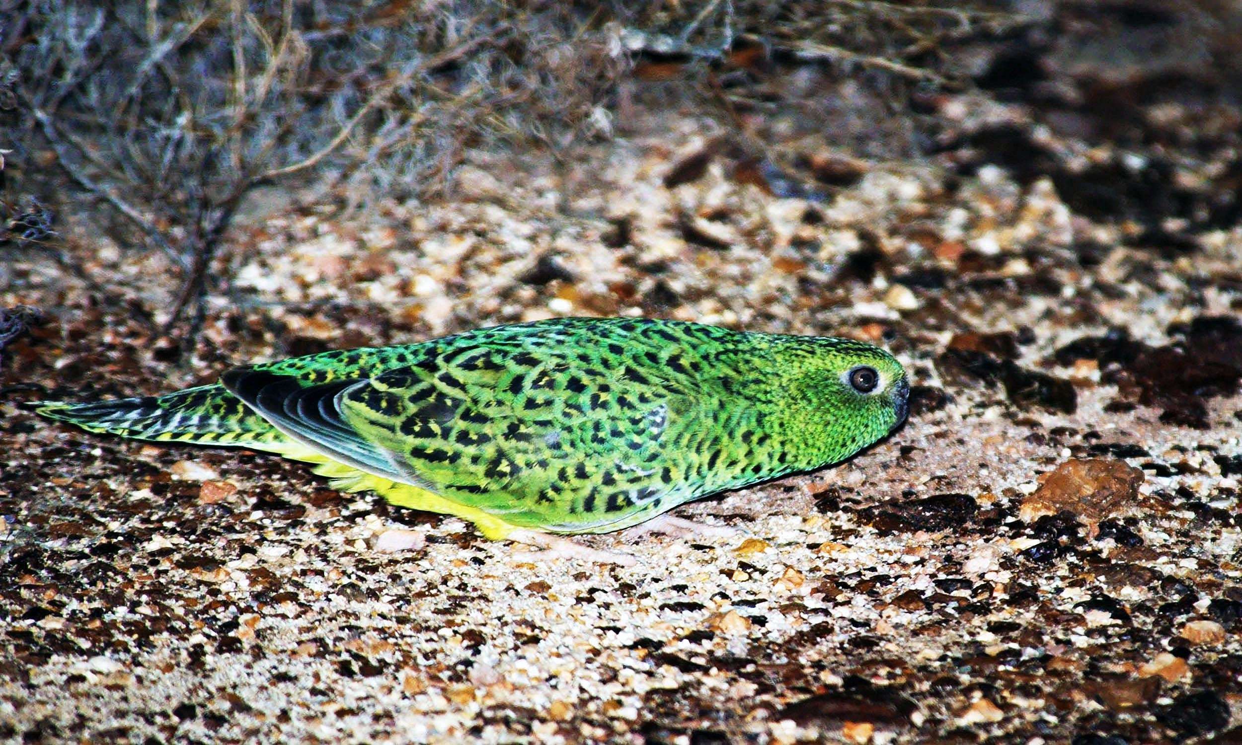 image for Rare and beautiful bird, thought to be extinct, is rediscovered after 100 years of no sightings