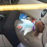 image for This was the glove compartment of the “domestic terrorist”