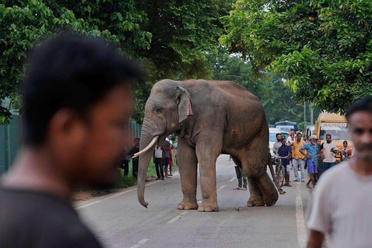 image for Single elephant suspected to have killed as many as 13 people in just a week in Indian jungle
