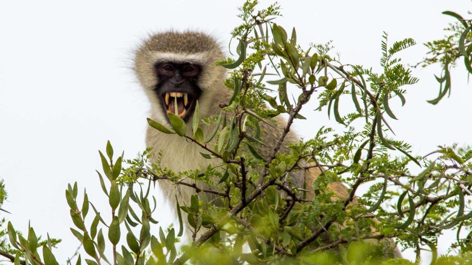 image for Several monkeys loose in St. Louis and authorities have no clue how they got there