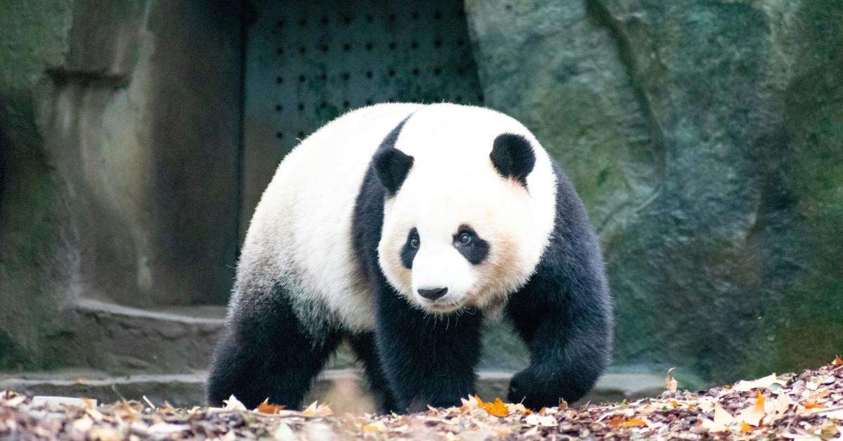 image for The Giant Panda Has Officially Come off the Endangered List