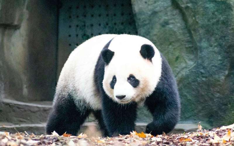 image for The Giant Panda Has Officially Come off the Endangered List