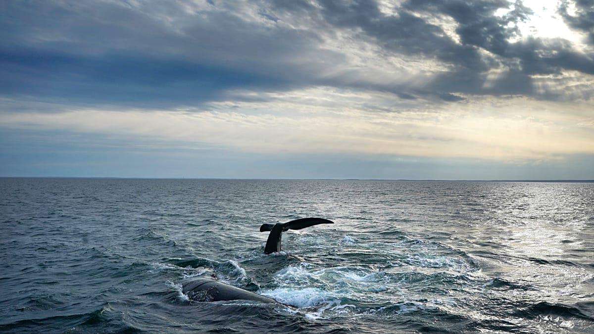 image for ‘Historic’ High Seas Treaty comes into force. But is it enough to save our oceans?