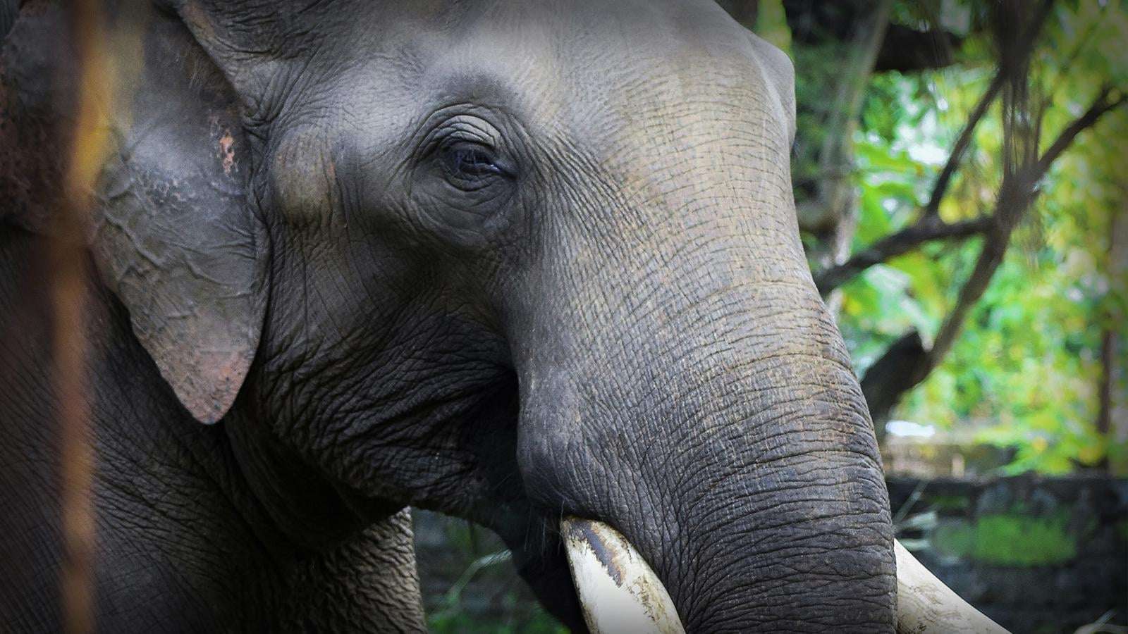 image for Rampaging elephant kills 20 as officials urge villagers to stay indoors