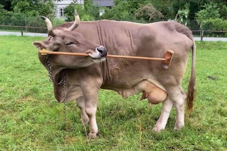 image for Swiss-funded study finds cows are smarter than originally thought