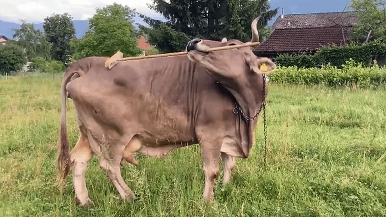 image for Ever seen a pet cow pick up a broom and scratch herself with it? You have now