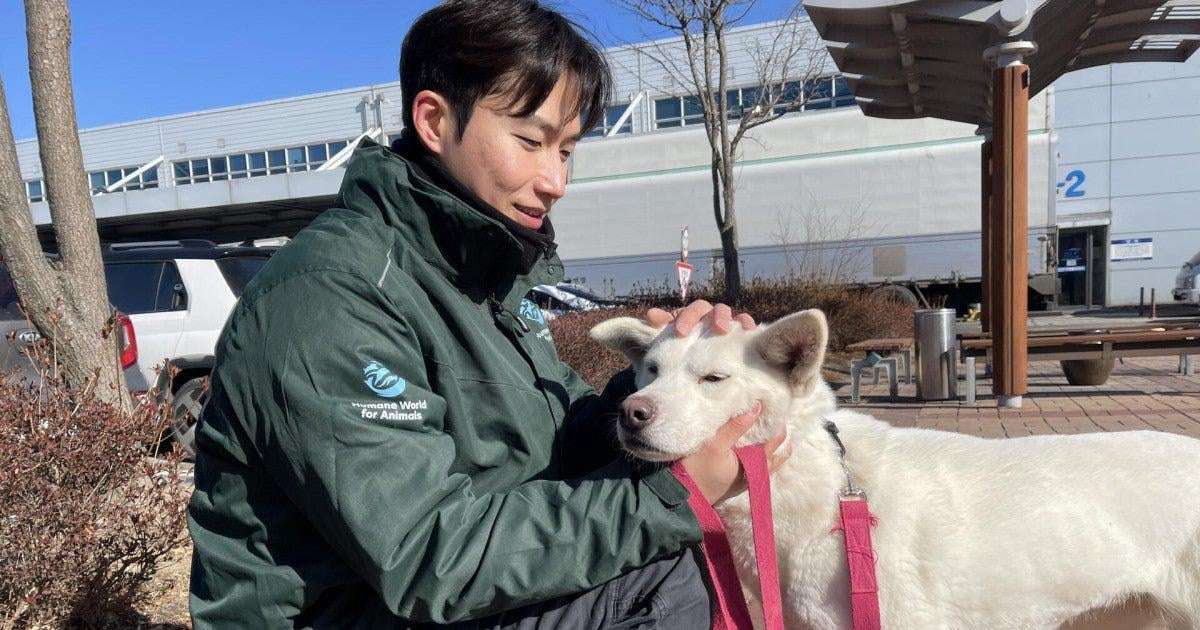 image for Flight of freedom to Canada for 16 dogs rescued from a dog meat farm, as new poll shows 90% of South Koreans don’t or won’t eat dog meat