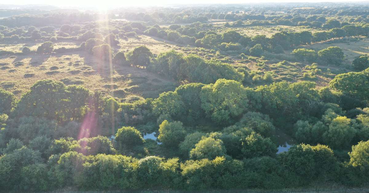 image for Rewilding triumph: Knepp Estate sees 916% surge in breeding birds