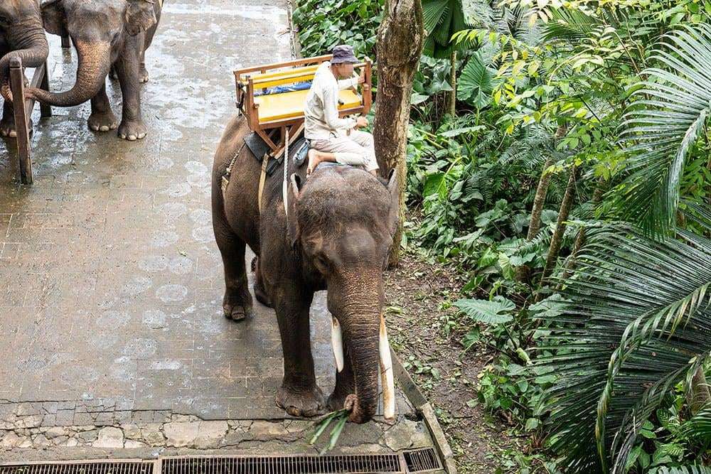 image for Bali Zoo stops elephant rides in big win for animal welfare