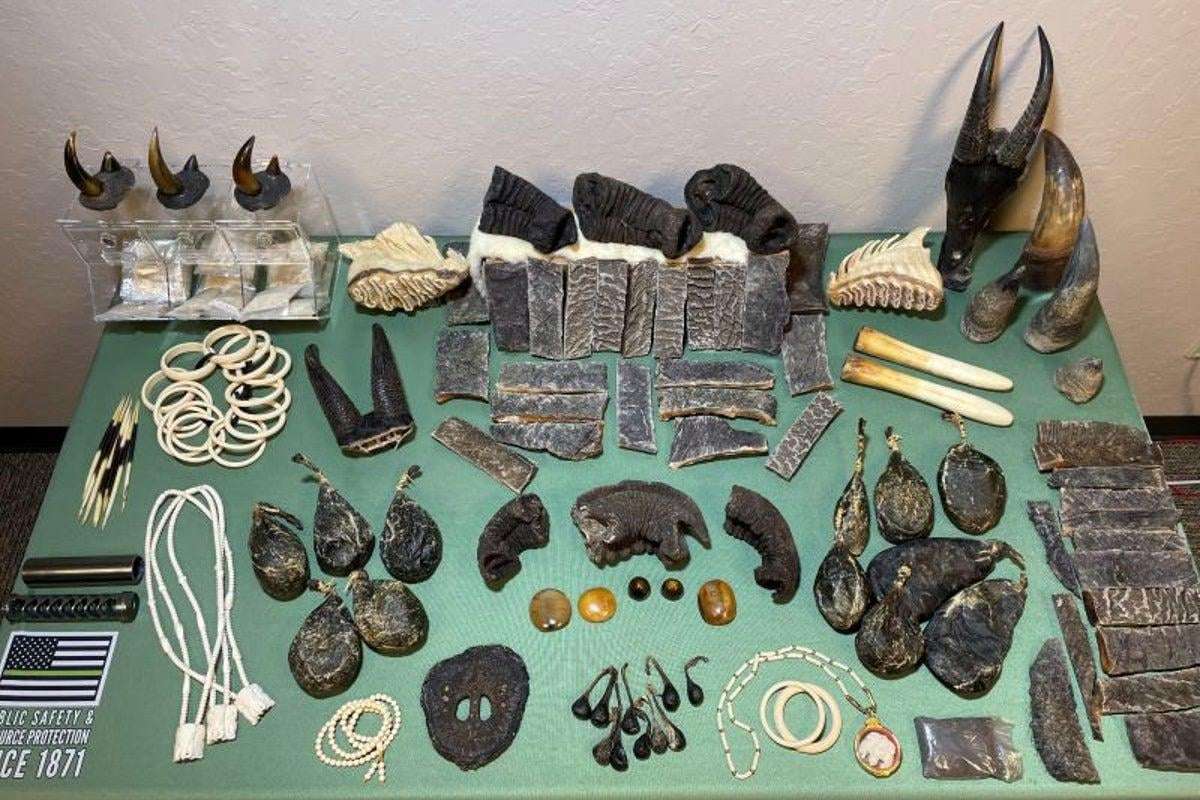 image for Three arrested for trafficking elephant tusks, rhinoceros horns and other animal goods