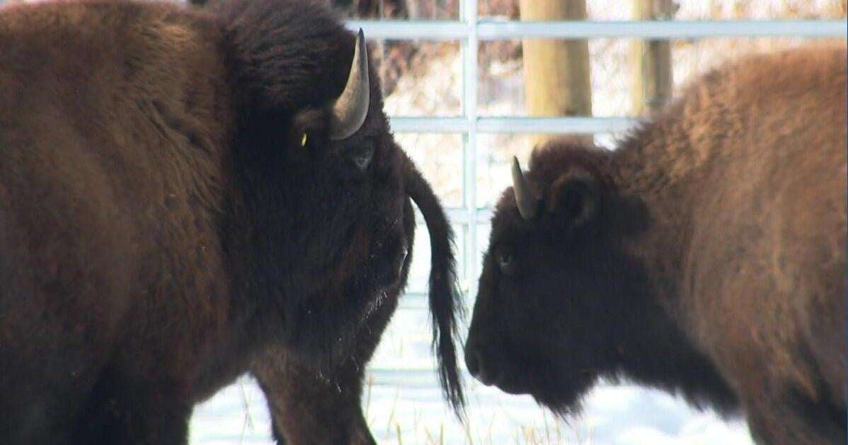 image for Bison return to Illinois prairies after nearly 200 years