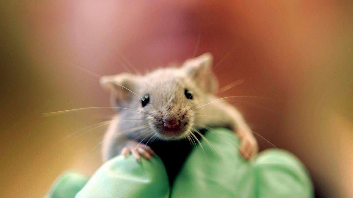 image for Scientists achieve pancreatic tumour regression in breakthrough study