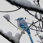 image for [OC] Blue Jay Nova Scotia Canada