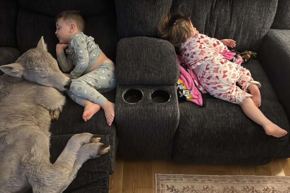 image for Newborn calf struggling in deep freeze brought indoors to curl up on couch
