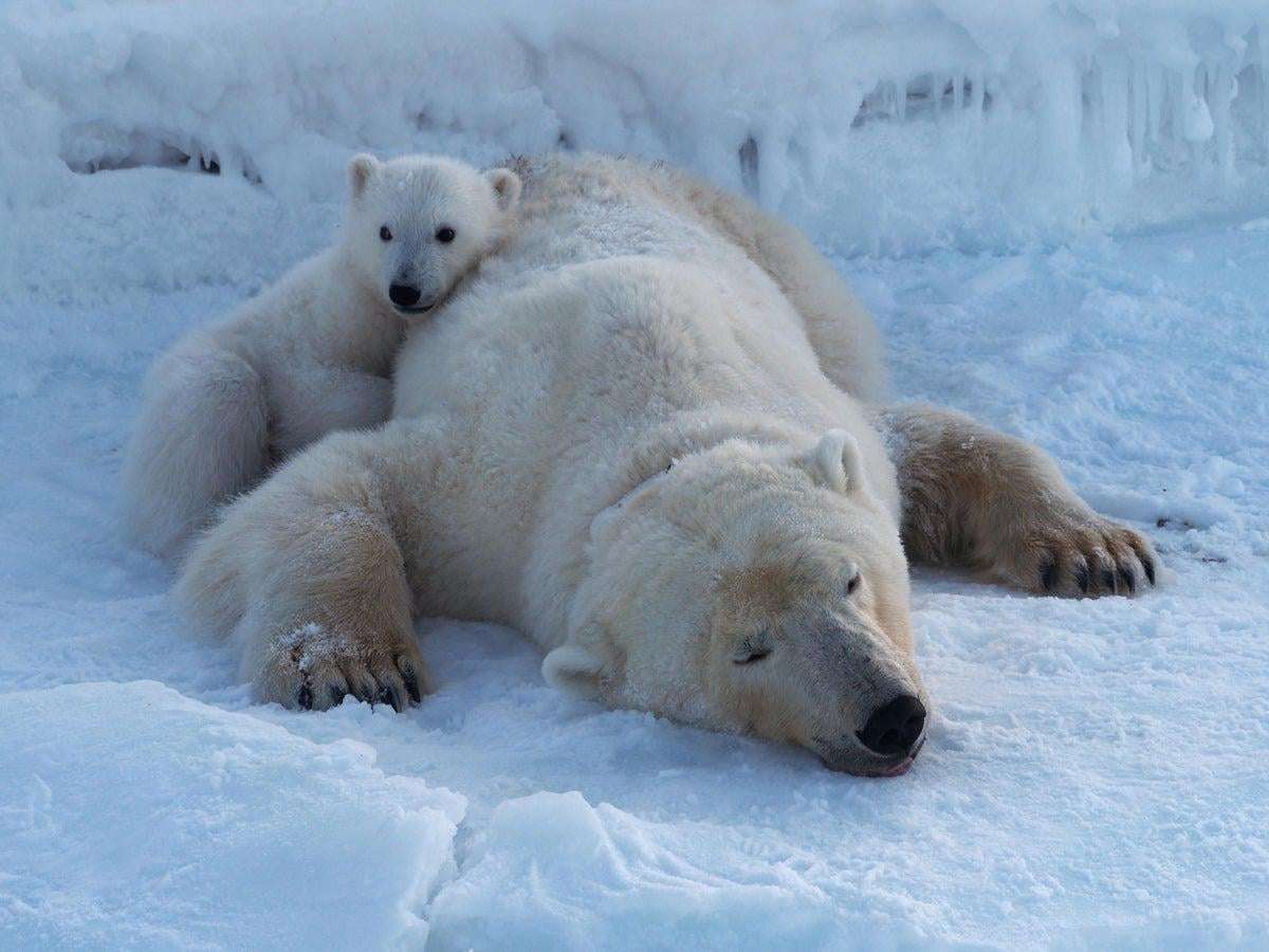 image for Svalbard’s polar bears are showing remarkable resilience to climate change