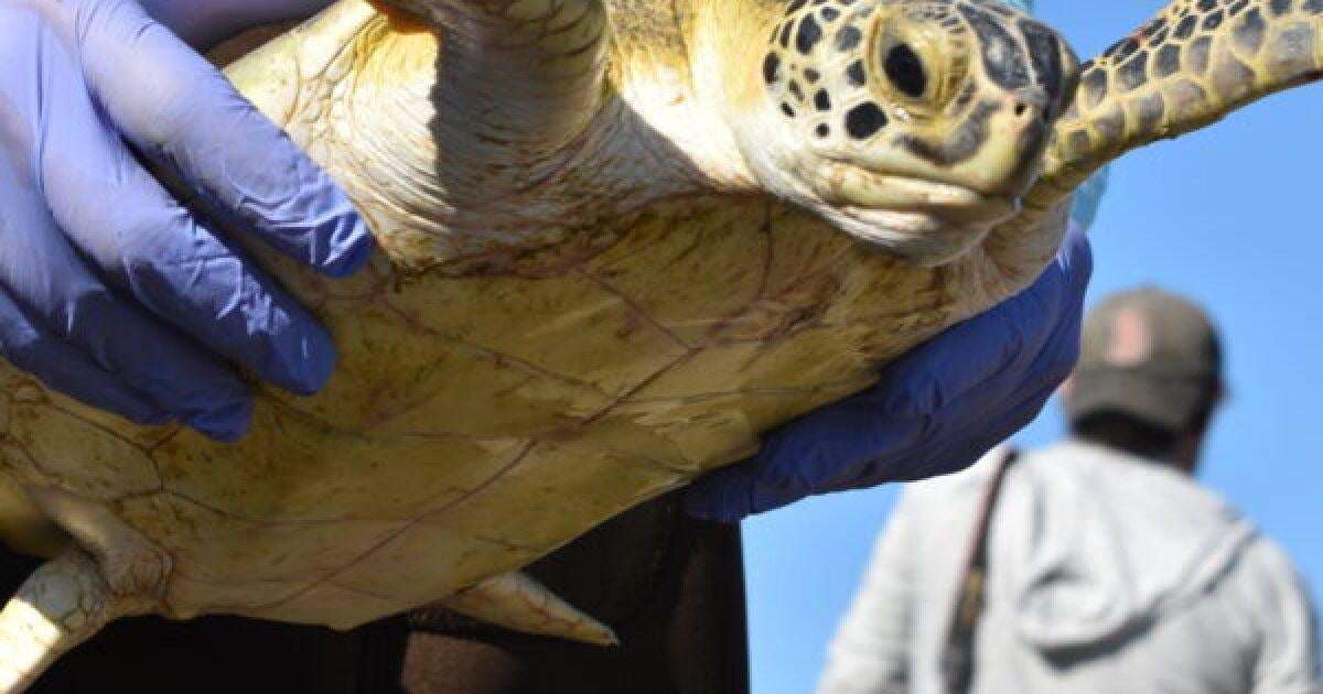 image for ‘Nothing like experiencing it’: More than 100 sea turtles released into Gulf after winter rescue efforts