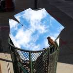 image for A bird and fallen piece of sky
