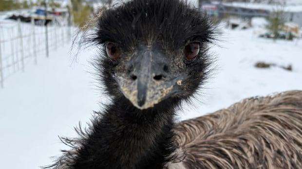 image for Enzo the emu makes a break for it, local stardom ensues