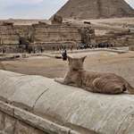image for [OC] This cat during my trip to Egypt
