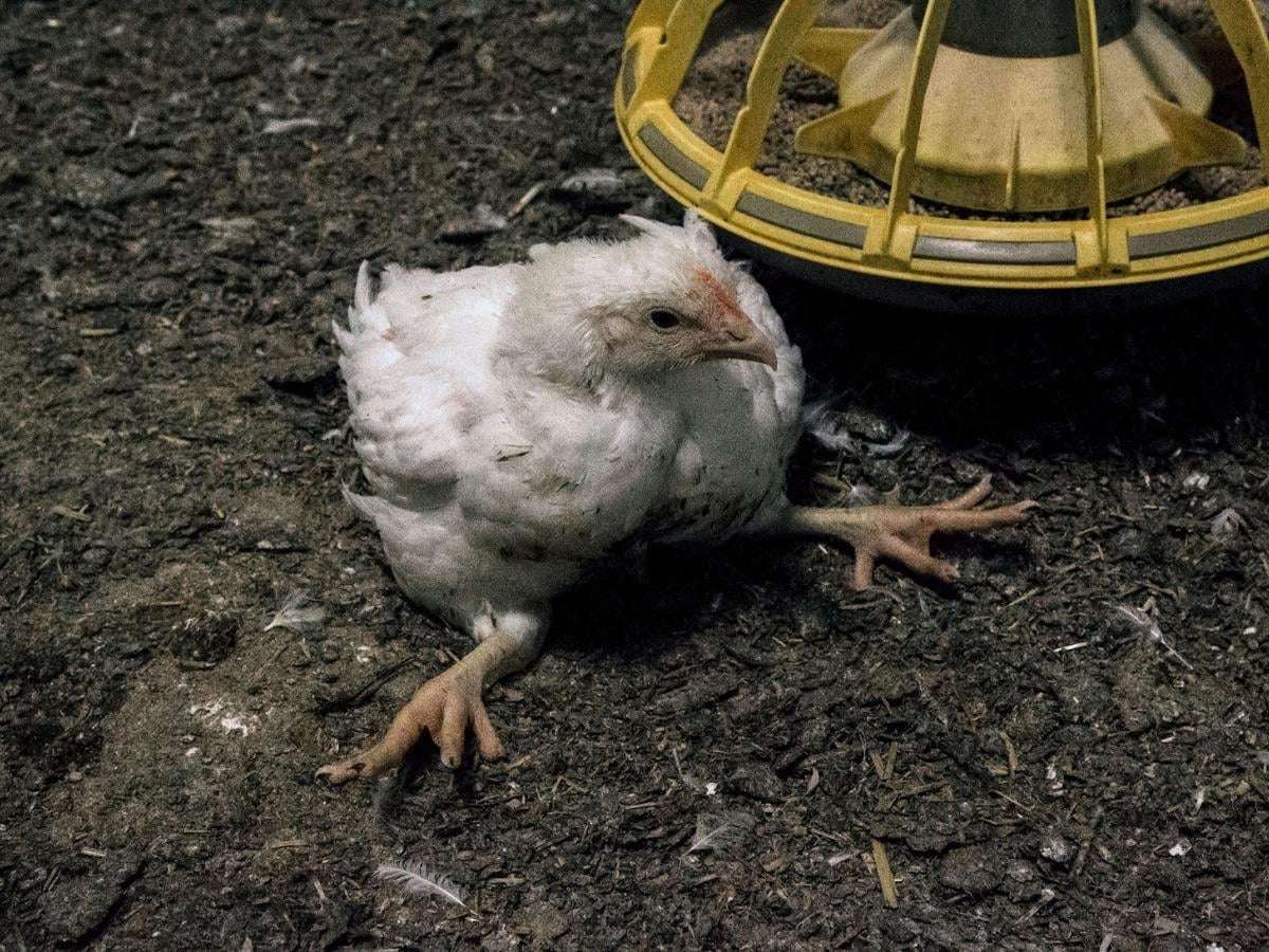 image for Norway to phase out fast-growing ‘Frankenchickens’ by 2027