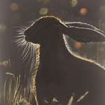 image for [OC] I did a picture of a hare using charcoal and pastels.