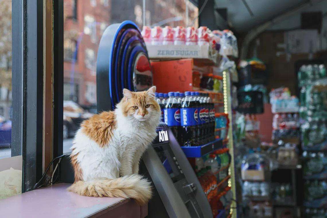 image for New York seeks rights for beloved but illegal ‘bodega cats’
